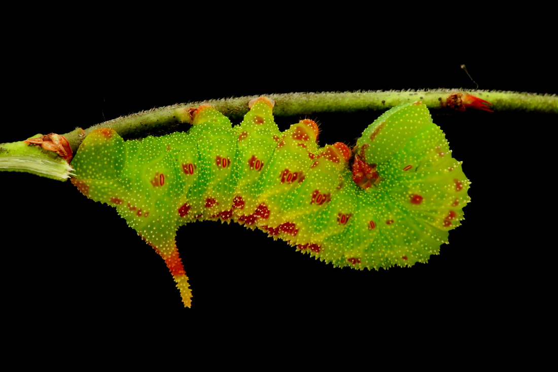 sphingidae larvae